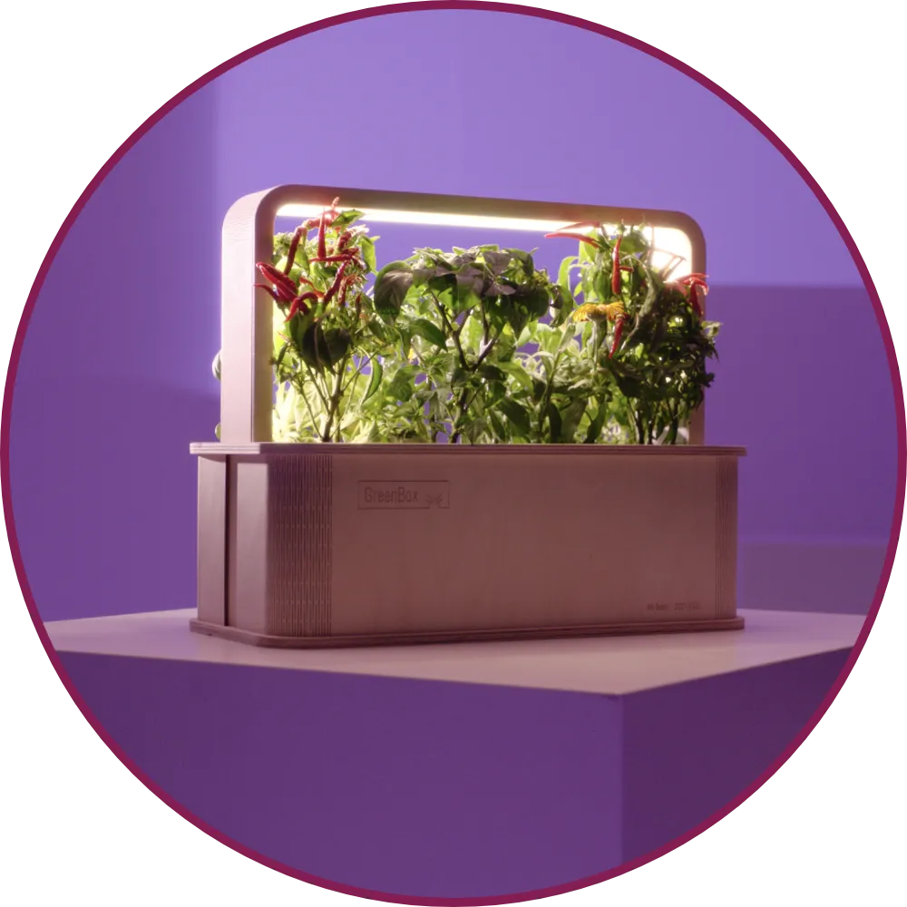 GreenBox mit Pflanzen